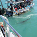 The Best Outdoor Excursion On Oahu: Shark Cage Diving On North Shore