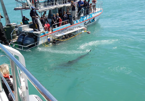 The Best Outdoor Excursion On Oahu: Shark Cage Diving On North Shore